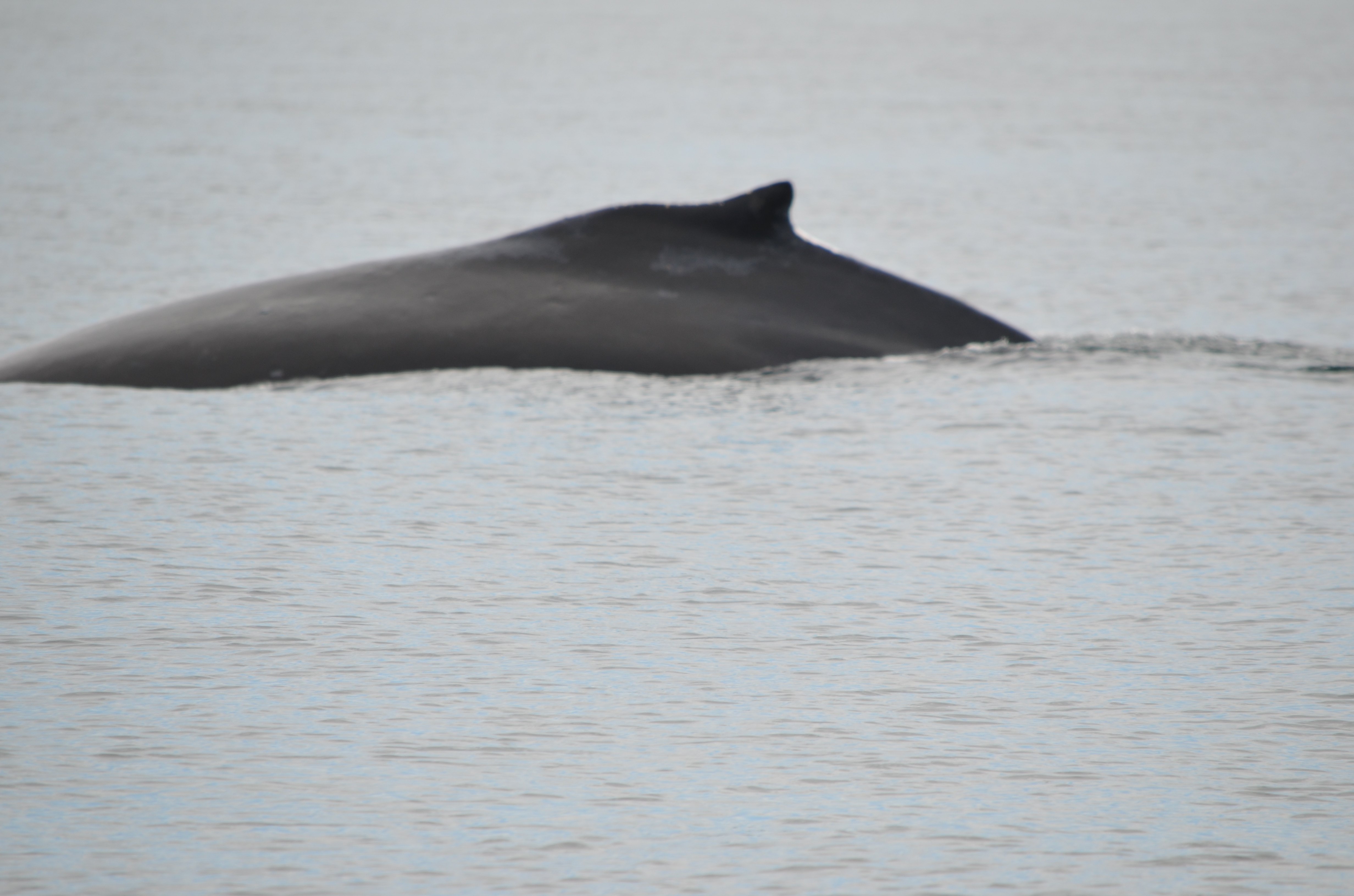 photos/wildlife/Mammal_Species/Humpback Whale/DSC_0061.JPG